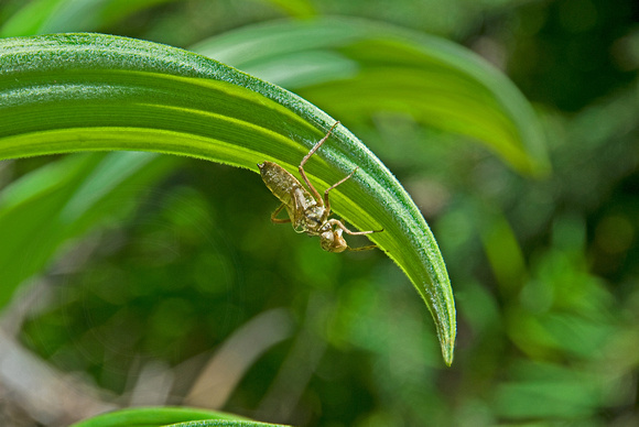 Grasshopper at Trillium Lake, Oregon