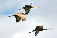 3 Cranes