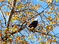 Autumn Eagle