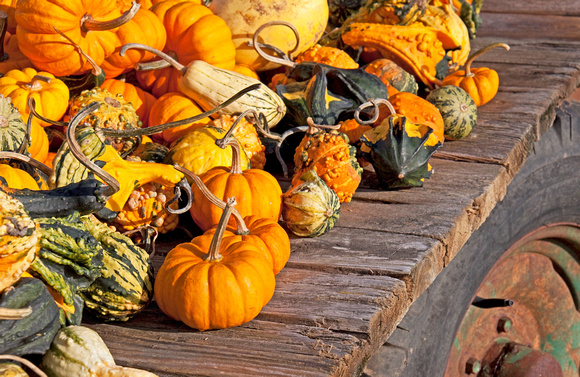Gourds on Flatbed