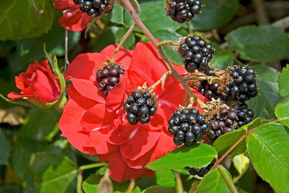 Wild Red Roses and Sweet Oregon Blackberries