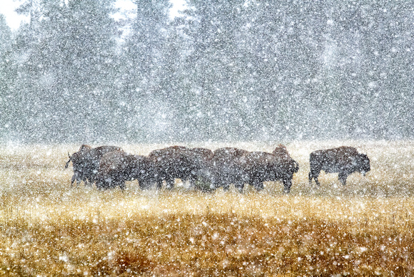 Bison In Snow