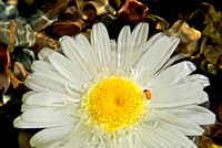 Pond Daisy and Ladybug