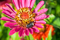 Pink Dahlia and Bumblebee