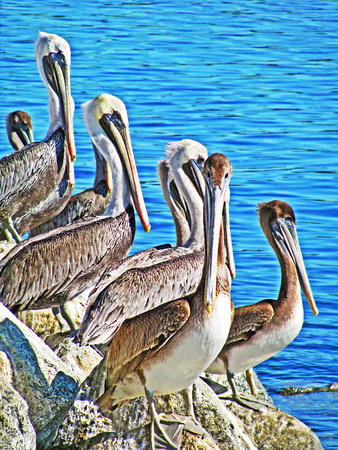 California Brown Pelicans