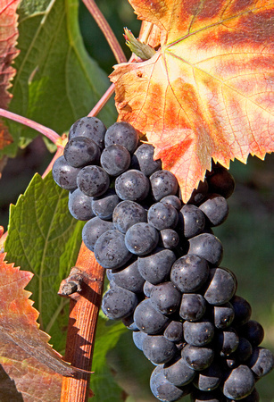 Autumn Pinot Noir wine grapes