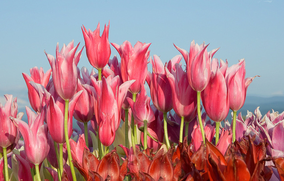 Tulip Color