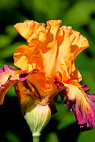Brown Lasso Iris