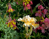 Iris, Rhododendron, and Columbines