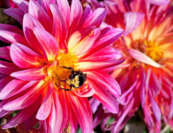 Dahlia and Bumblebee