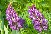 Oregon Purple Lupine