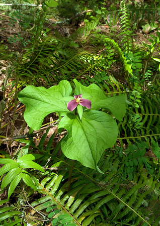 Purple Trillium & Ferns