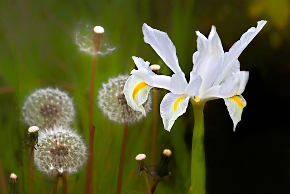 Iris & Dandelions