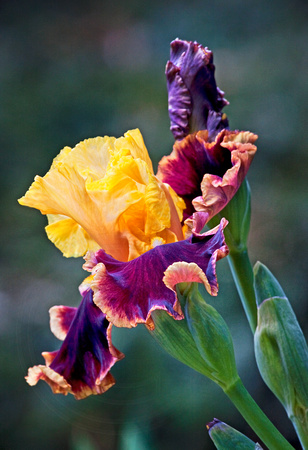 Iris Glory