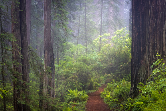 Mystic Redwoods