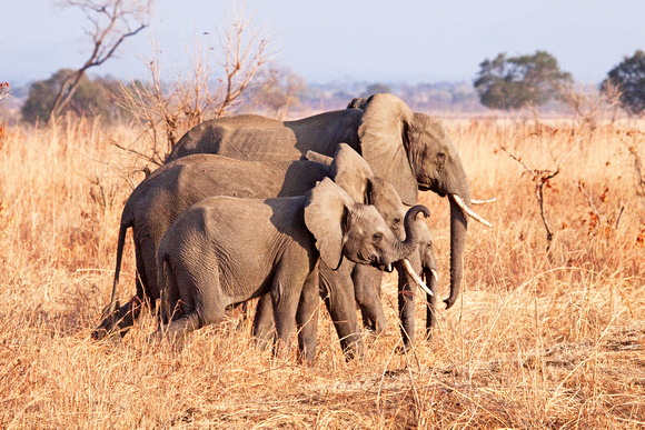 Elephant Generations