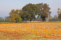 Sauvie Pumpkin Field and Oaks