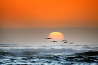 Sunset Pelicans