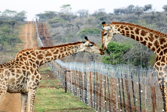 Sealed With A Kiss