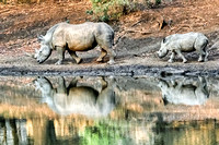 Rhino Reflections