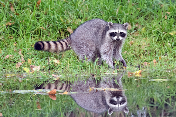 Raccoon, Reflected