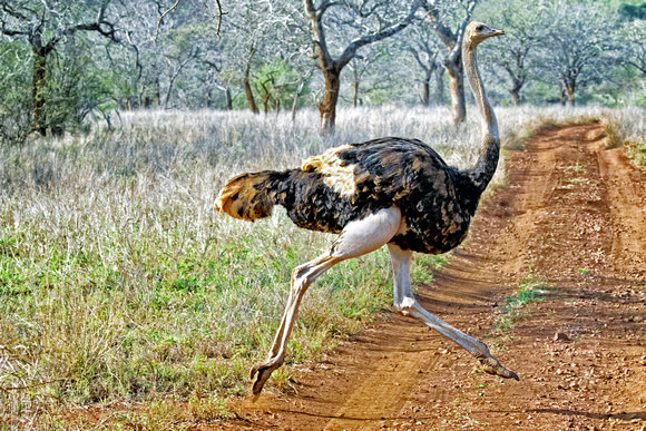 Why Did The Ostrich Cross The Road?