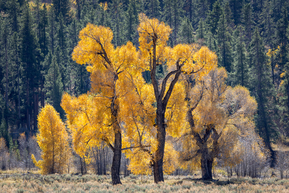 Autumn Blush