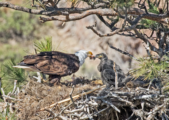 Eaglet In The Nest