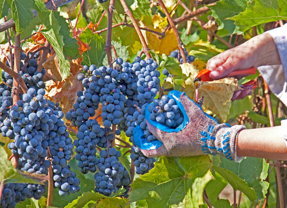 Picking Marechal Foch Wine Grapes