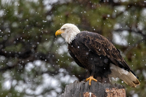 Snowy Eagle