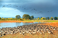 The Gathering