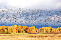 Fall Migration