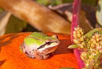 Pumpkin Frog