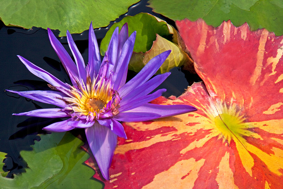 Waterlily & Lilypads