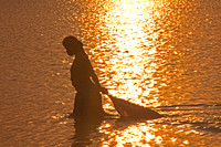 Seaweed Harvest