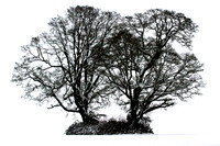 Oak Savanna in Winter
