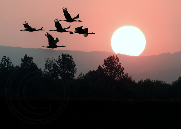 Sunset Cranes