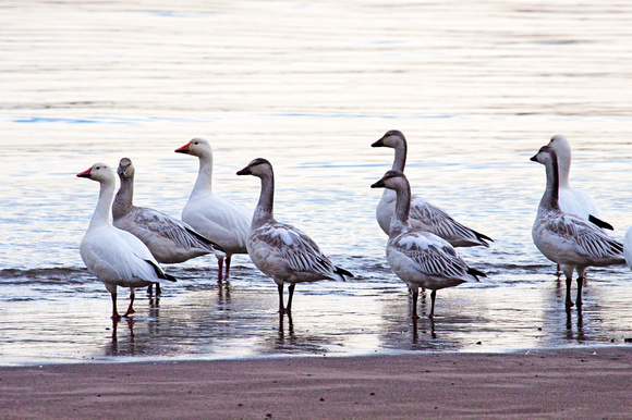 Columbia River Snow Geese