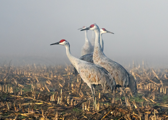Foggy Sandhill Cranes