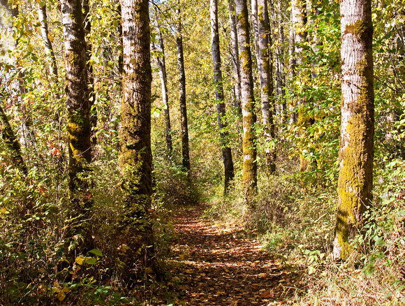 Sauvie Island, Oregon Forest Trail