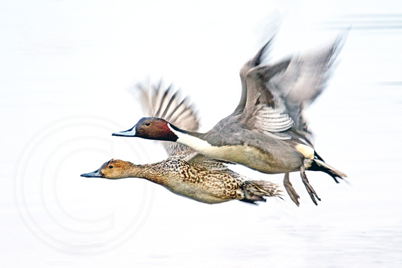 Pintail Flyers