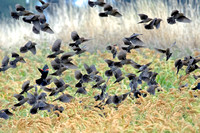 Red-winged Blackbirds