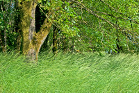 Oregon Oak and Willamette Wild Grasses