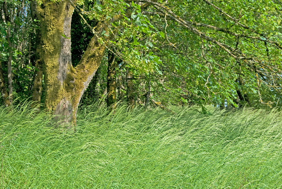 Oregon Oak and Willamette Wild Grasses