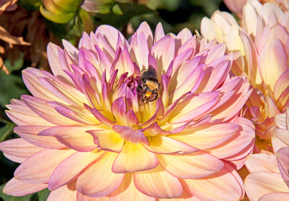 Pink Dahlia & Bumblebee