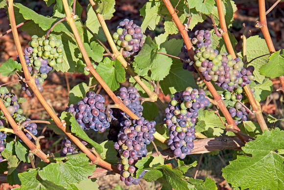 Luscious Wine Grapes