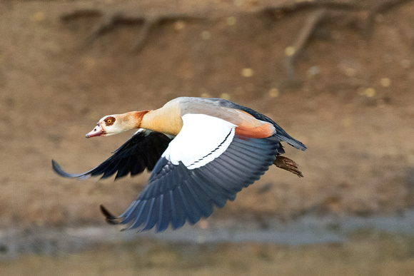 Egyptian Goose
