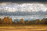The Birds!
