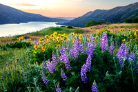 Morning Splendor
