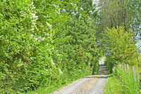 Springtime Country Lane